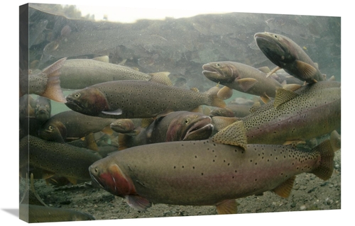 Global Gallery GCS-451873-2030-142 20 x 30 in. Cutthroat Trout Group i