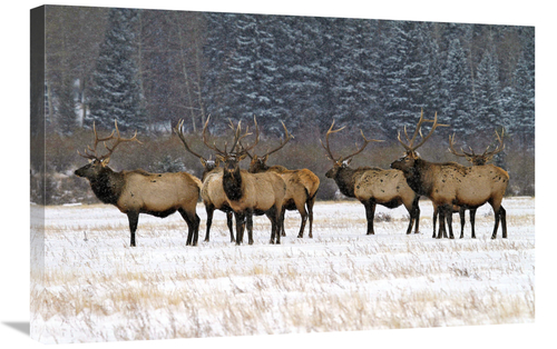 Global Gallery GCS-486584-30-142 30 in. The Gathering Art Print - Vic 