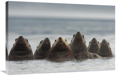 Global Gallery GCS-397995-2436-142 24 x 36 in. Stellers Sea Lion Group