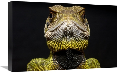 Global Gallery GCS-453195-1624-142 16 x 24 in. Bocourts Dwarf Iguana C