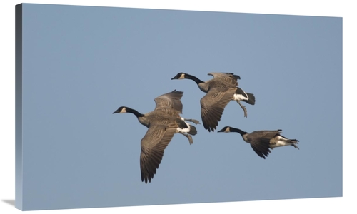 Global Gallery GCS-397378-40-142 40 in. Canada Goose Trio Flying, 