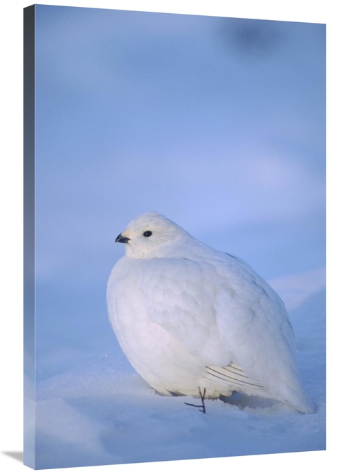 Global Gallery GCS-451851-2436-142 24 x 36 in. Willow Ptarmigan with W
