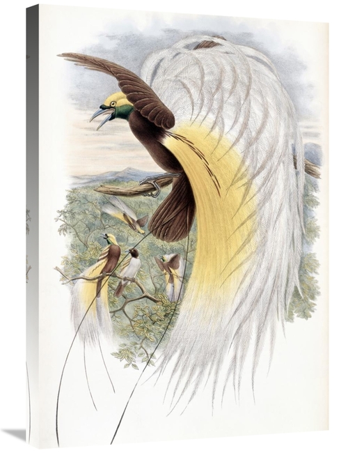 Global Gallery GCS-277776-30-142 30 in. Papuan Bird of Paradise Art Pr