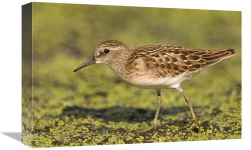 Global Gallery GCS-397259-1218-142 12 x 18 in. Pectoral Sandpiper,