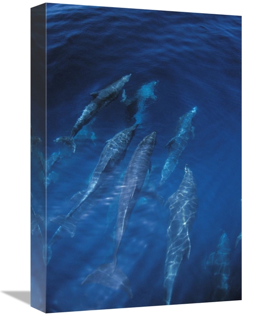 Global Gallery GCS-450813-1218-142 12 x 18 in. Bottlenose Dolphin Pod 