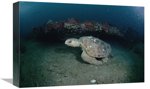 Global Gallery GCS-450956-1218-142 12 x 18 in. Loggerhead Sea Turtle o