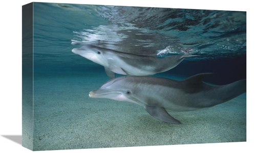 Global Gallery GCS-450945-1218-142 12 x 18 in. Bottlenose Dolphin Adul