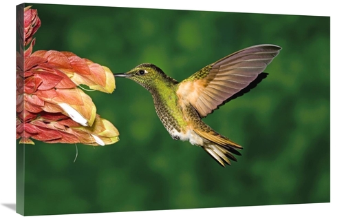 Global Gallery GCS-398311-2436-142 24 x 36 in. Buff-Tailed Coronet Hum