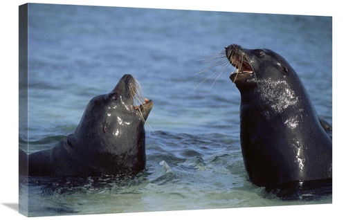 Global Gallery GCS-451077-2030-142 20 x 30 in. Galapagos Sea Lion Bull