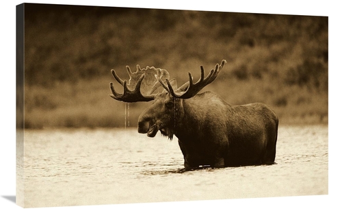 Global Gallery GCS-453684-2436-142 24 x 36 in. Moose Male Raising Its 