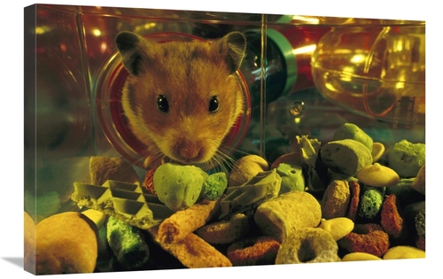 Global Gallery GCS-453380-2030-142 20 x 30 in. Golden Hamster Looking 