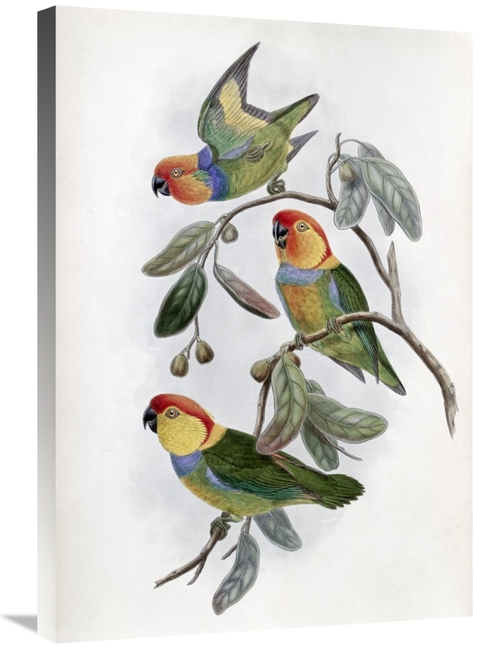 Global Gallery GCS-277790-30-142 30 in. Southern Ring Perroquet Art Pr