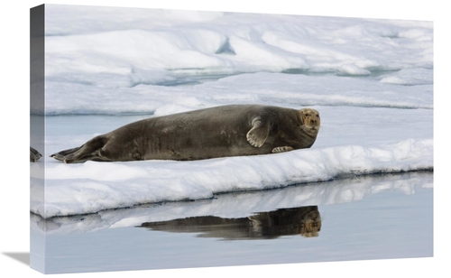 Global Gallery GCS-452713-1624-142 16 x 24 in. Bearded Seal on Ice Flo