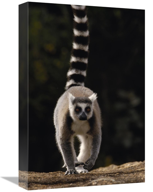 Global Gallery GCS-453242-1218-142 12 x 18 in. Ring-Tailed Lemur, 