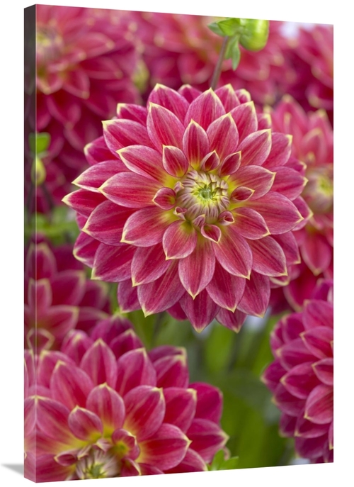 Global Gallery GCS-398354-2436-142 24 x 36 in. Dahlia Optimist Variety