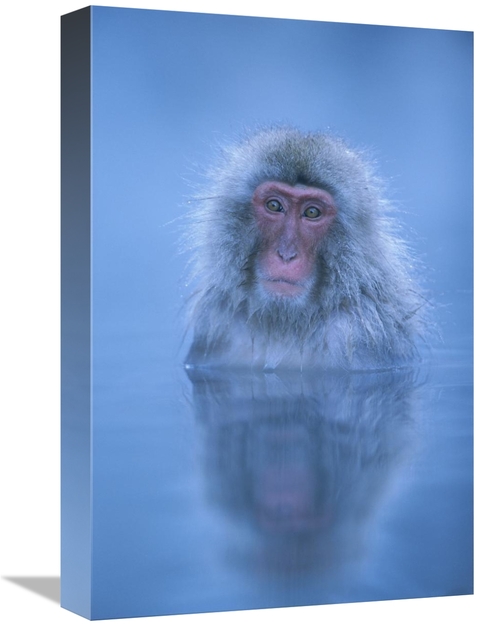 Global Gallery GCS-395360-1218-142 12 x 18 in. Japanese Macaque Bathin