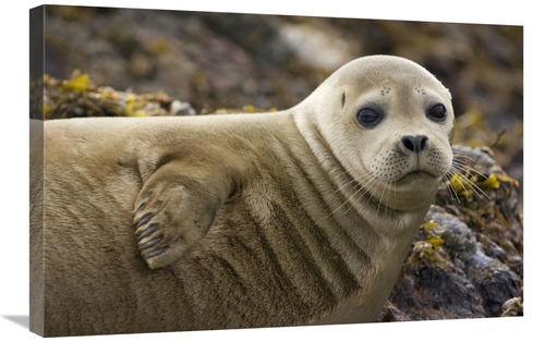 Global Gallery GCS-395813-2030-142 20 x 30 in. Harbor Seal Portrait&#4