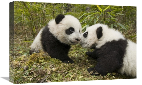 16 x 24 in. Giant Panda Two Cubs Touching Noses, Wolong Nature Res