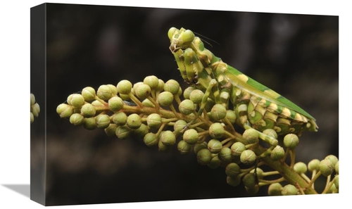 Global Gallery GCS-397535-1218-142 12 x 18 in. Mantis on Pitcher Plant