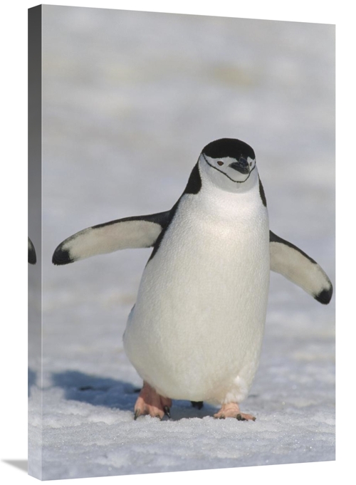 Global Gallery GCS-452393-2030-142 20 x 30 in. Chinstrap Penguin Walki