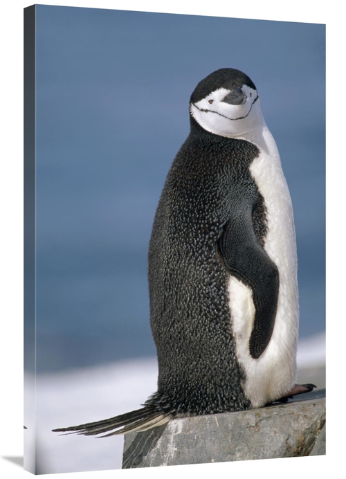 Global Gallery GCS-451287-2436-142 24 x 36 in. Chinstrap Penguin, 