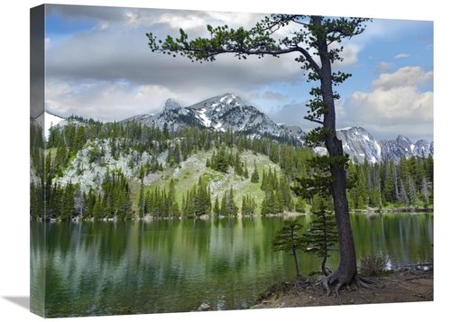 Global Gallery GCS-396176-1824-142 18 x 24 in. Pine Trees Reflected in