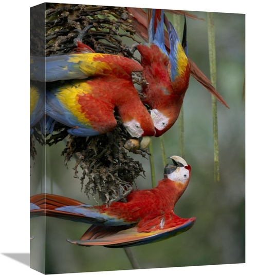 Global Gallery GCS-396403-1216-142 12 x 16 in. Scarlet Macaw Trio Feed