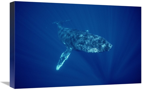 Global Gallery GCS-451033-1624-142 16 x 24 in. Humpback Whale Friendly