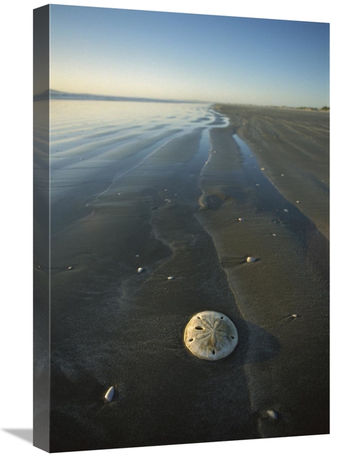 Global Gallery GCS-451709-1624-142 16 x 24 in. Sand Dollar with Wave P