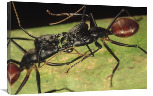 Global Gallery GCS-450556-2436-142 24 x 36 in. Giant Forest Ant Pair F