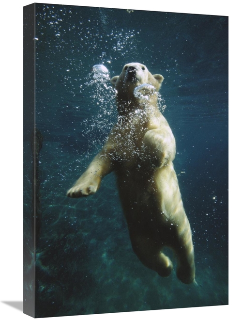 Global Gallery GCS-450841-1624-142 16 x 24 in. Polar Bear Swimming Und