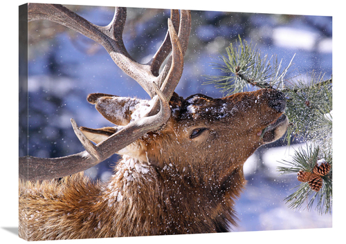 Global Gallery GCS-486504-30-142 30 in. Winter Feeding Art Print - Vic