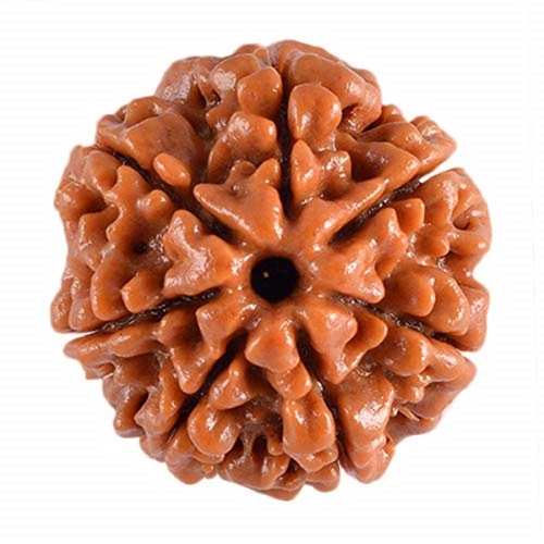 7 Mukhi Rudraksha with Certificate - Natural