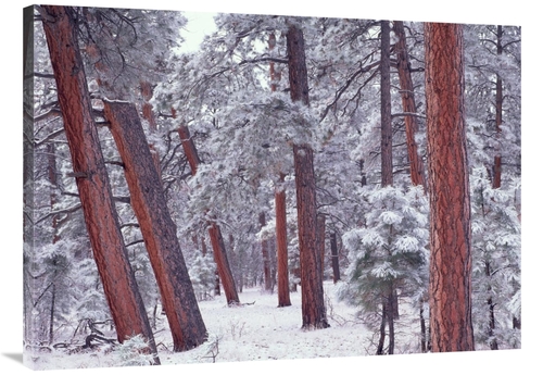 Global Gallery GCS-396609-3040-142 30 x 40 in. Ponderosa Pines with Sn