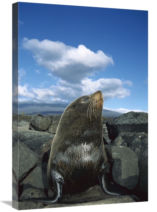 Global Gallery GCS-451557-2030-142 20 x 30 in. Galapagos Fur Seal Bull