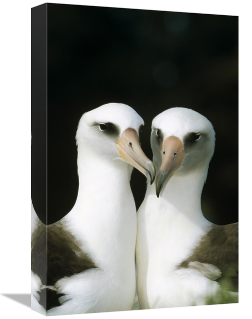 Global Gallery GCS-451422-1218-142 12 x 18 in. Laysan Albatross Pair B