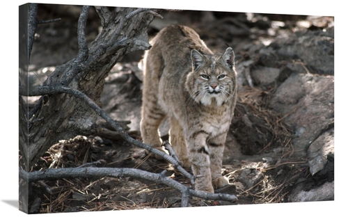 Global Gallery GCS-451957-2030-142 20 x 30 in. Bobcat Adult Portrait&#