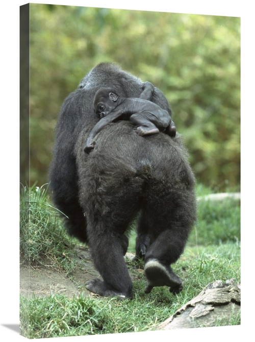 Global Gallery GCS-398165-2030-142 20 x 30 in. Western Lowland Gorilla