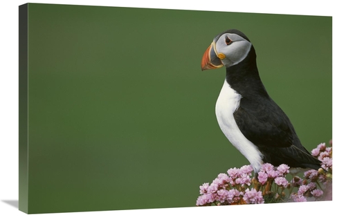 Global Gallery GCS-451751-2030-142 20 x 30 in. Atlantic Puffin on Clif
