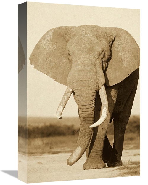 Global Gallery GCS-453710-1218-142 12 x 18 in. African Elephant Bull&#