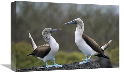 Global Gallery GCS-451378-1218-142 12 x 18 in. Blue-Footed Booby Pair 