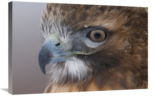 Global Gallery GCS-397339-2030-142 20 x 30 in. Red-Tailed Hawk, Ho