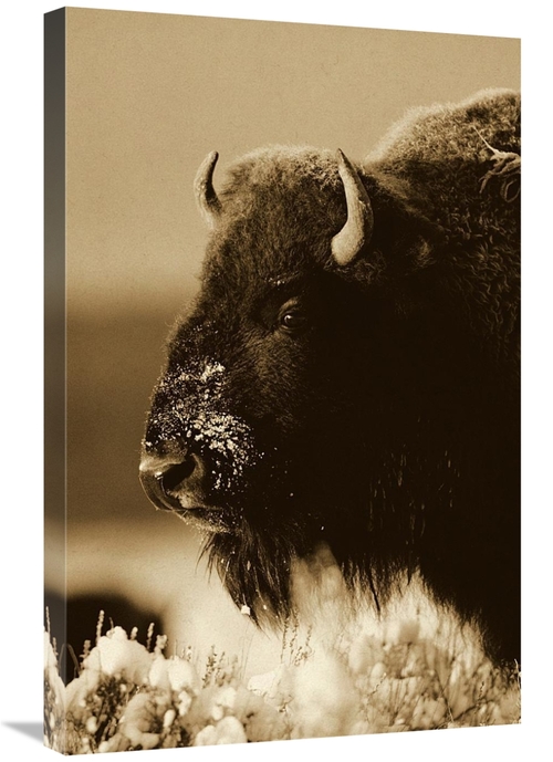 Global Gallery GCS-453683-2030-142 20 x 30 in. American Bison Portrait
