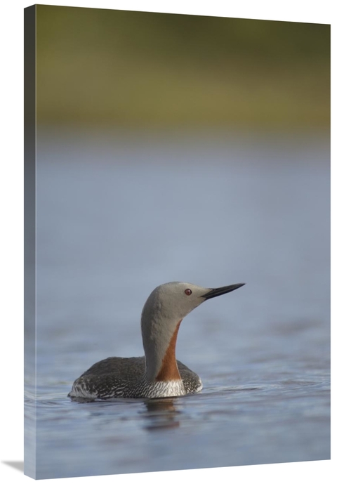 Global Gallery GCS-451938-2436-142 24 x 36 in. Red-Throated Loon in Wa