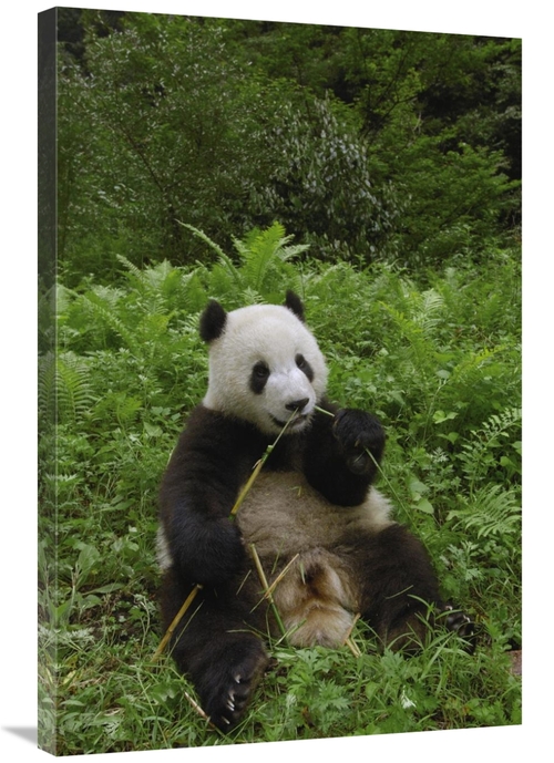 Global Gallery GCS-397883-2436-142 24 x 36 in. Giant Panda Sitting in 