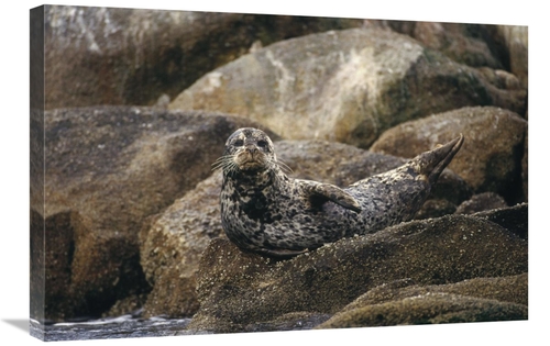 Global Gallery GCS-452723-2030-142 20 x 30 in. Harbor Seal Resting on 