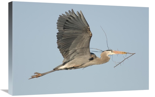 Global Gallery GCS-397427-2030-142 20 x 30 in. Great Blue Heron Flying