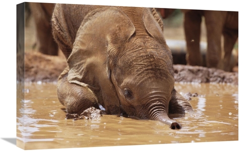 Global Gallery GCS-452955-1624-142 16 x 24 in. Orphaned Baby Isholta P