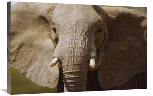 Global Gallery GCS-452797-2436-142 24 x 36 in. African Elephant Close 