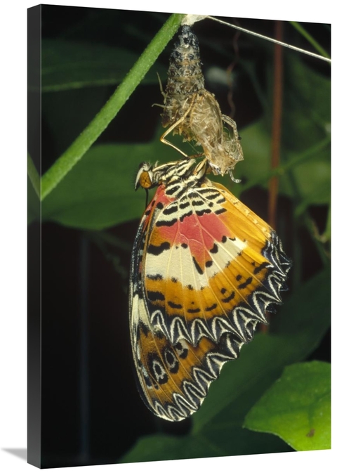 Global Gallery GCS-450978-2030-142 20 x 30 in. Malay Lacewing Butterfl